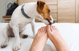Why Does My Dog Lick My Feet? Decoding Dog Behavior