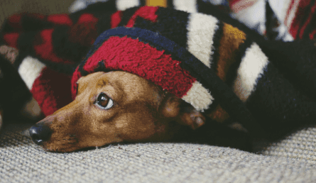 Dog not Sleeping