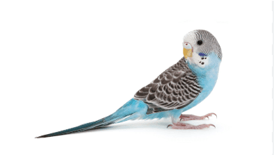 Parakeet Cost?